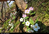 شکوفه های زمستانی رودسر - گیلان