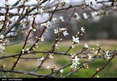 شکوفه های زمستانی رودسر - گیلان