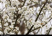 شکوفه های زمستانی رودسر - گیلان