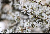 شکوفه های زمستانی رودسر - گیلان