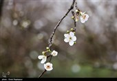 شکوفه های زمستانی رودسر - گیلان