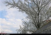 شکوفه های زمستانی رودسر - گیلان