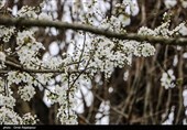 شکوفه های زمستانی رودسر - گیلان