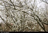 شکوفه های زمستانی رودسر - گیلان