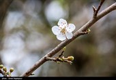 شکوفه های زمستانی رودسر - گیلان