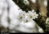 شکوفه های زمستانی رودسر - گیلان