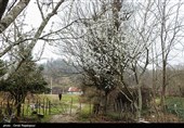 شکوفه های زمستانی رودسر - گیلان