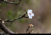 شکوفه های زمستانی رودسر - گیلان