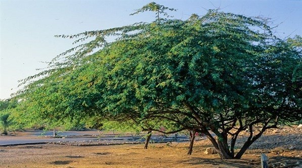 روز درختکاری , پایش و نظارت در محیط زیست , 