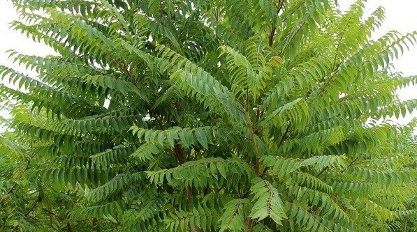 روز درختکاری , پایش و نظارت در محیط زیست , 