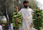 سیستان وبلوشستان.. عاصمة إنتاج الموز فی إیران جنوب شرق البلاد