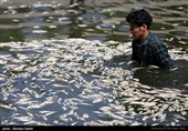 مرگ هزاران ماهی در زاینده رود اصفهان