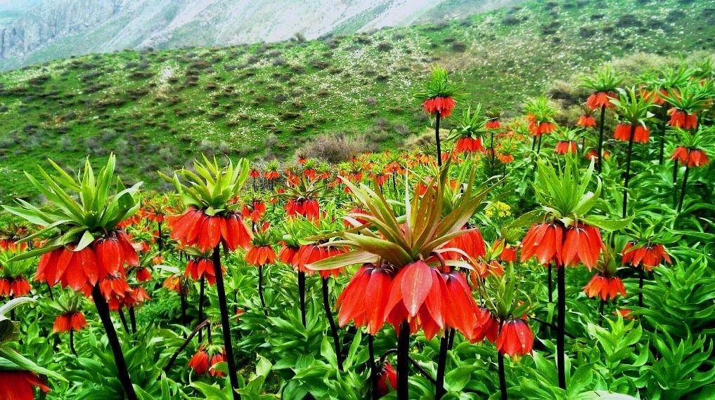 گردشگری | توریسم ,
