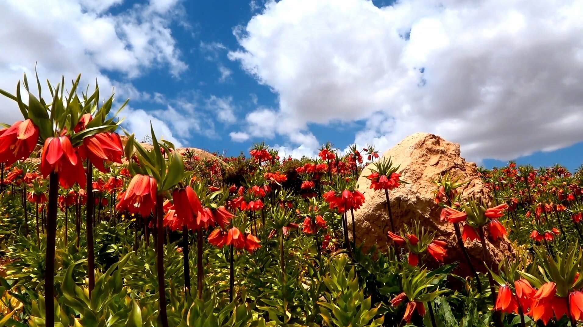 گردشگری | توریسم ,
