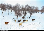بارش برف در شهرستان اهر - آذربایجان شرقی