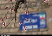 صدای پای بهار در کوچه پس کوچه های ابهر