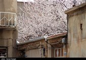 صدای پای بهار در کوچه پس کوچه های ابهر