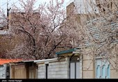 صدای پای بهار در کوچه پس کوچه های ابهر