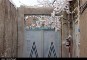 صدای پای بهار در کوچه پس کوچه های ابهر