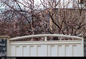 صدای پای بهار در کوچه پس کوچه های ابهر