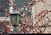 صدای پای بهار در کوچه پس کوچه های ابهر
