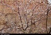 صدای پای بهار در کوچه پس کوچه های ابهر