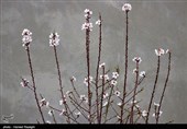 صدای پای بهار در کوچه پس کوچه های ابهر