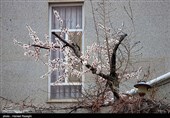 صدای پای بهار در کوچه پس کوچه های ابهر