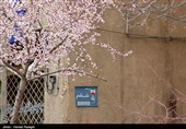 صدای پای بهار در کوچه پس کوچه های ابهر