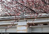 صدای پای بهار در کوچه پس کوچه های ابهر
