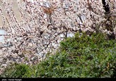 صدای پای بهار در کوچه پس کوچه های ابهر