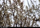 صدای پای بهار در کوچه پس کوچه های ابهر