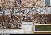 صدای پای بهار در کوچه پس کوچه های ابهر