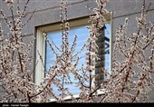 صدای پای بهار در کوچه پس کوچه های ابهر