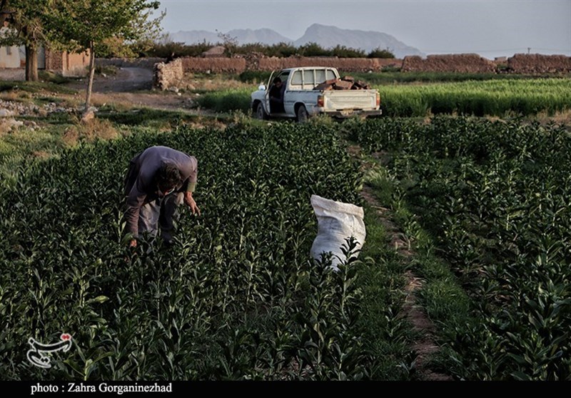 استان کرمان , 