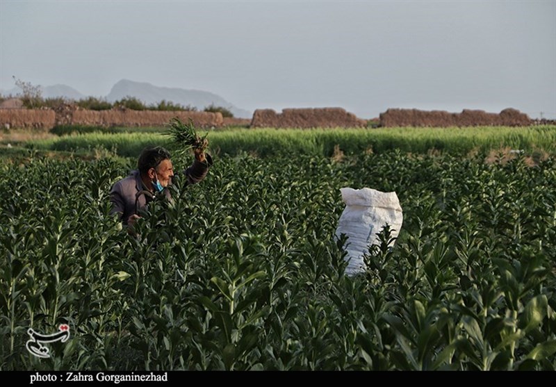 استان کرمان , 