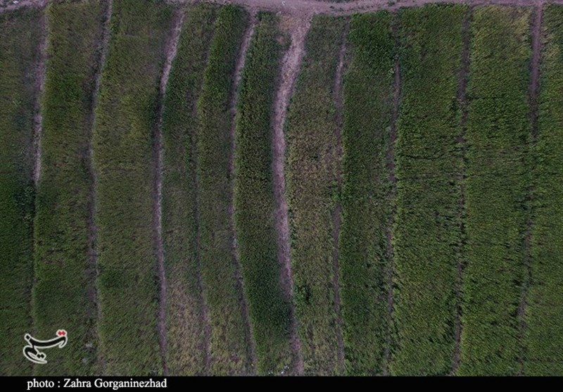 استان کرمان , 