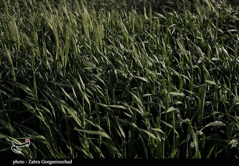 استان کرمان , 