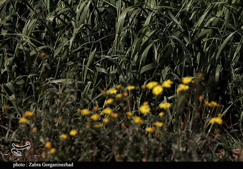 استان کرمان , 