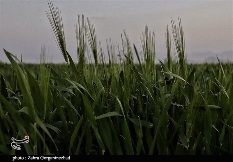 استان کرمان , 