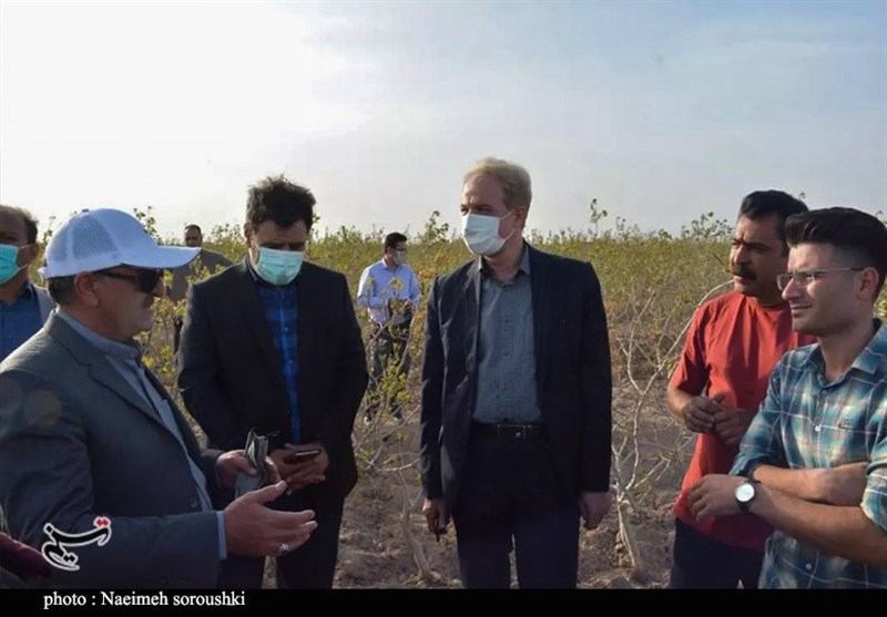 استان کرمان , کشاورزی ,