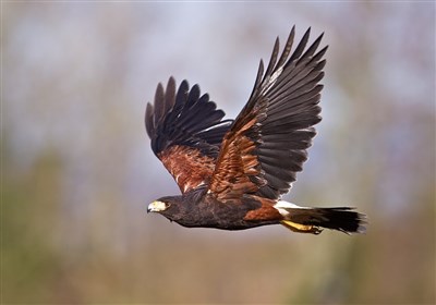 4 بهله پرنده شکاری در طبیعت اردبیل رها شدند
