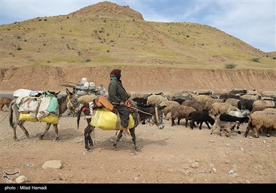 آغاز کوچ عشایر - خوزستان