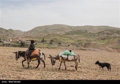 آغاز کوچ عشایر - خوزستان