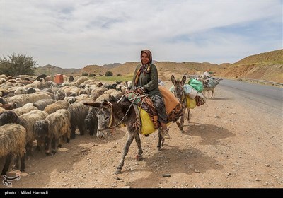 آغاز کوچ عشایر - خوزستان