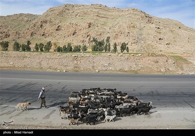 آغاز کوچ عشایر - خوزستان