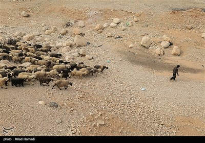 آغاز کوچ عشایر - خوزستان