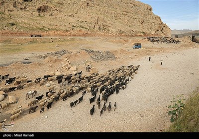 آغاز کوچ عشایر - خوزستان