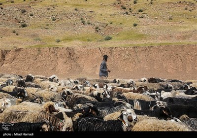 آغاز کوچ عشایر - خوزستان