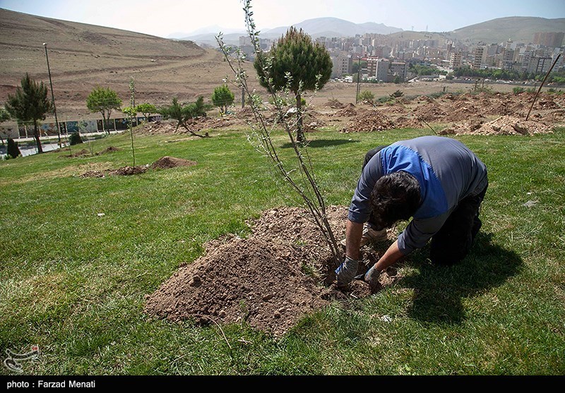 کاشت 3 هزار نهال جایگزین حبس محکومان در باوی شد